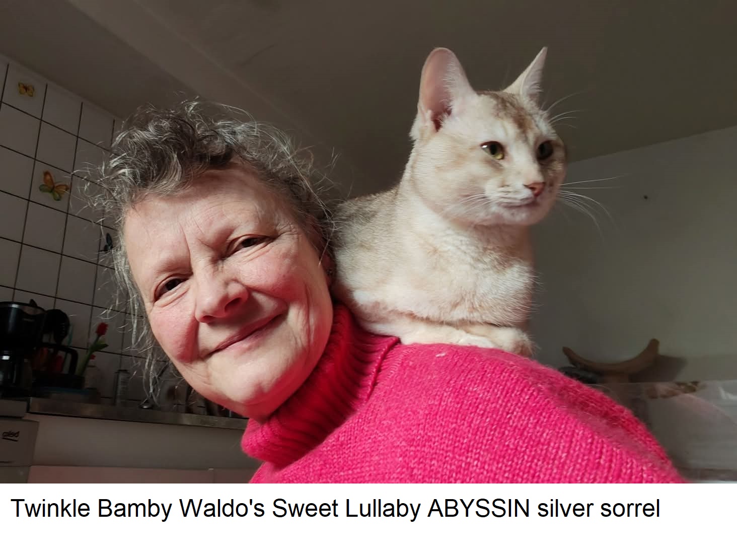 Twinkle BAMBY Waldo's Sweet Lullaby abyssin silver sorrel LOOF