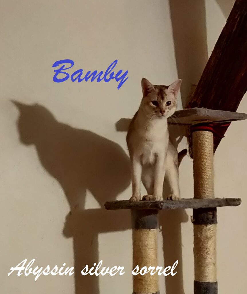 Twinkle BAMBY Waldo's Sweet Lullaby abyssin silver sorrel LOOF