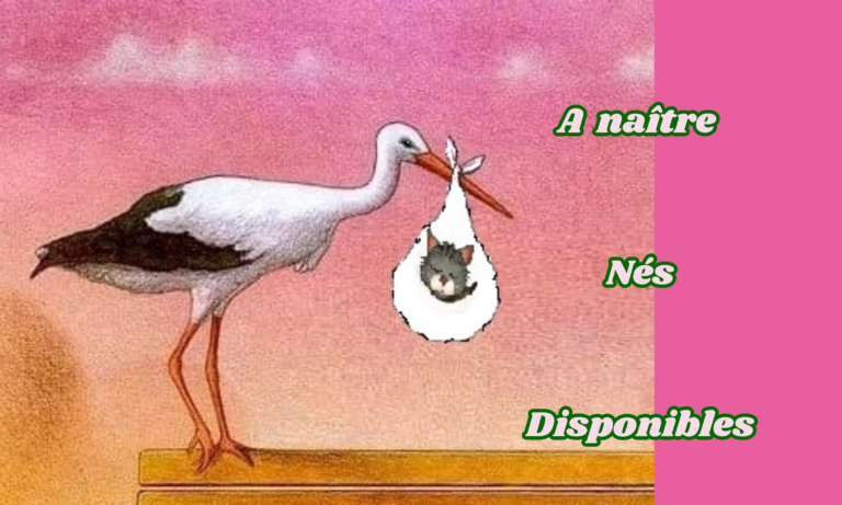 chatons abyssin somali LOOF Waldo Sweet Lullaby